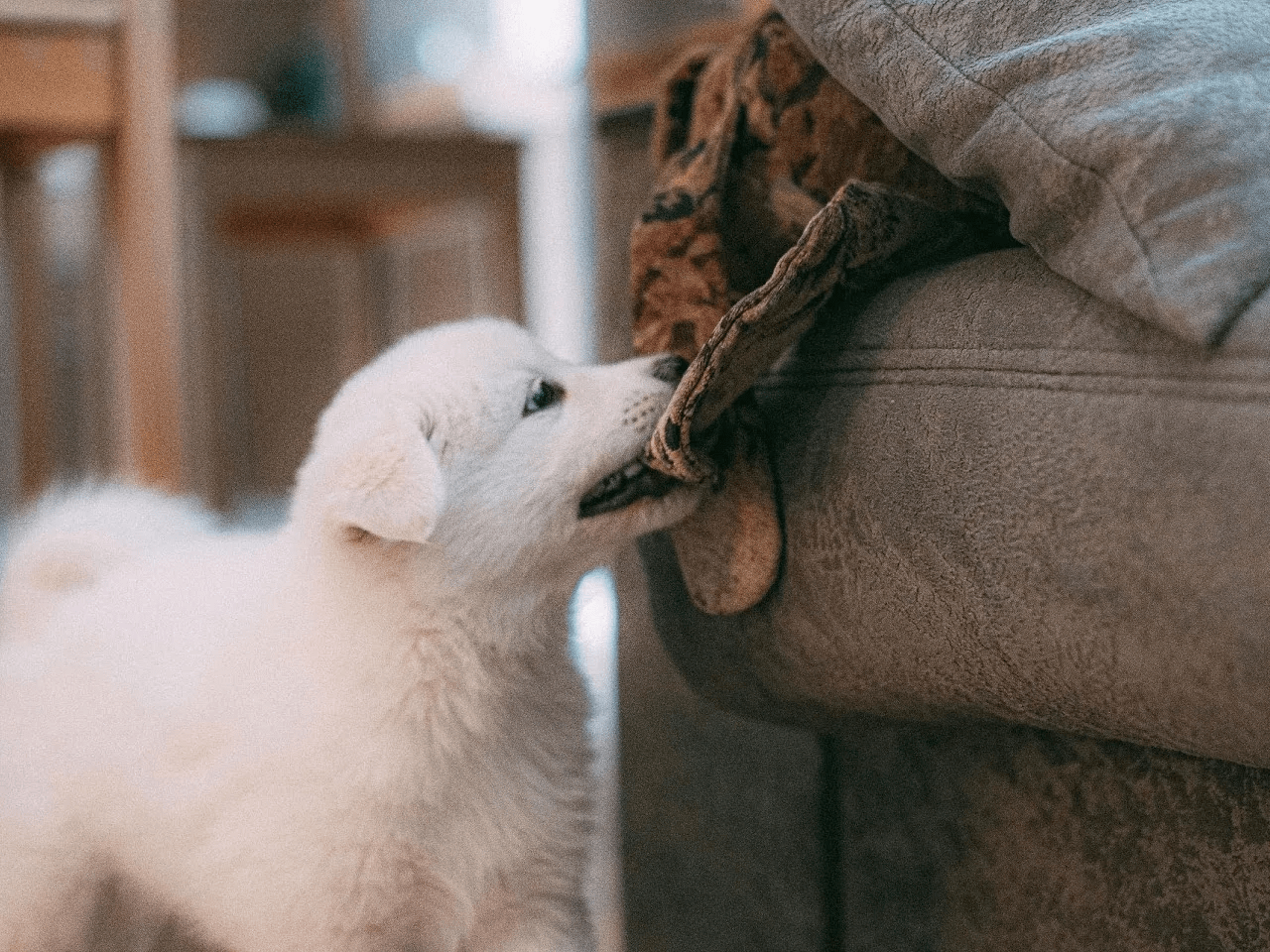 Dog training services near me
