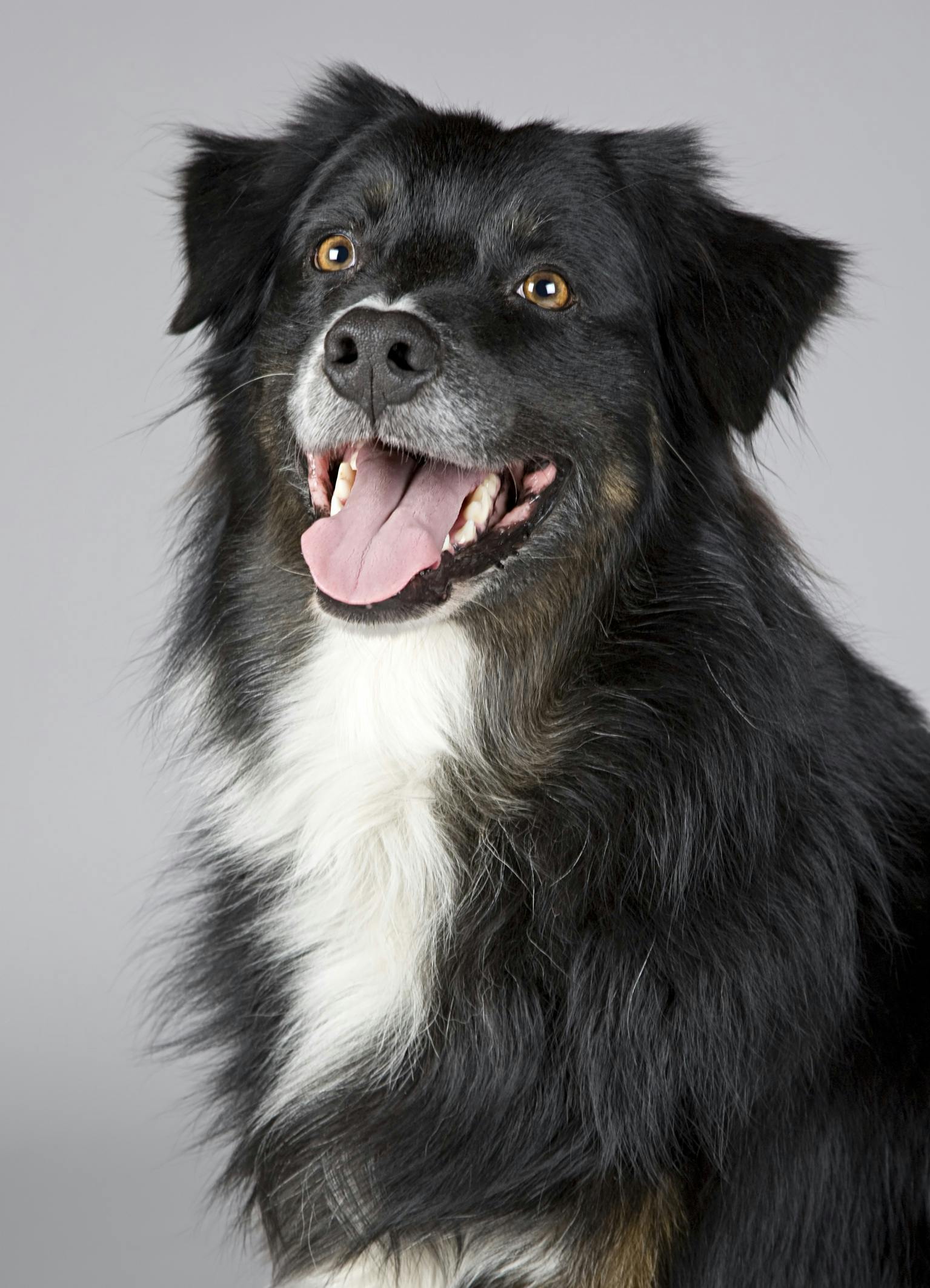 A young puppy learning basic commands with a Dog Modo trainer.