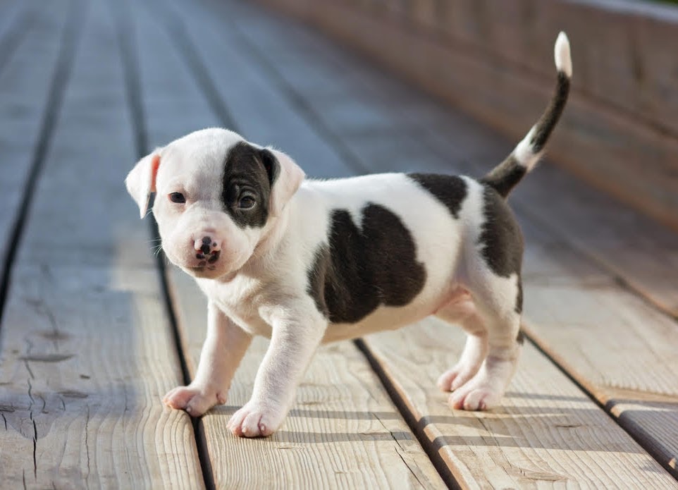 Dog training services near me