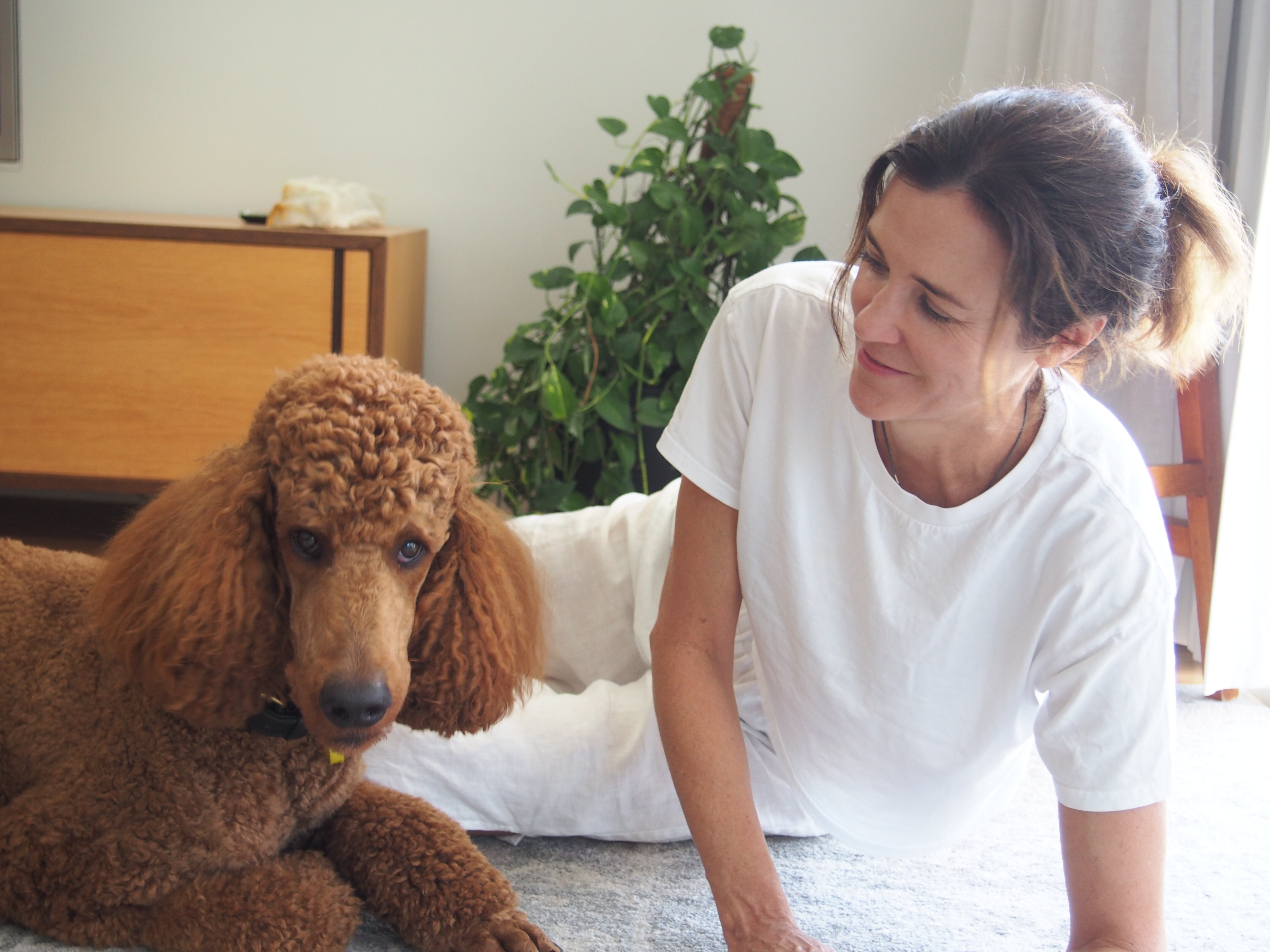 Dog Modo trainer working with a dog on obedience training.