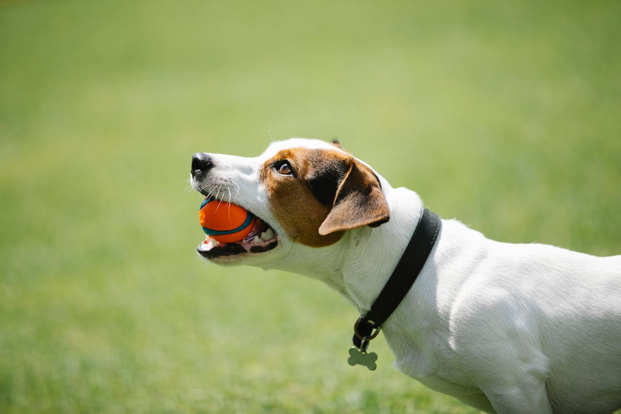 Dog training newport