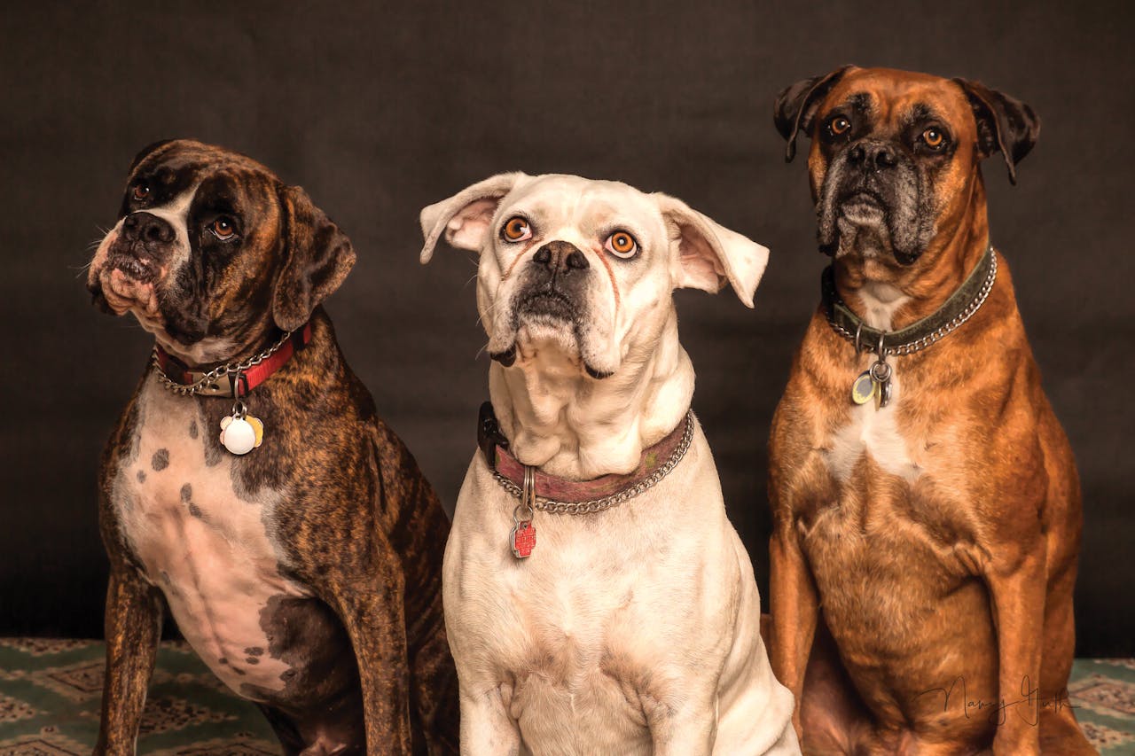 Group of dogs playing in a socialization class.
