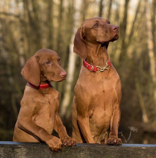dog training newport